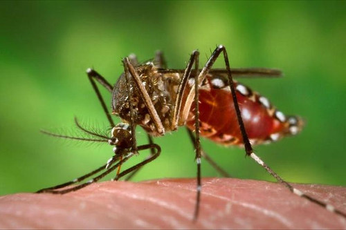 Photo: Mosquitos carrying the Zika virus are causing a global stir. (Copyright Abc.net.au)