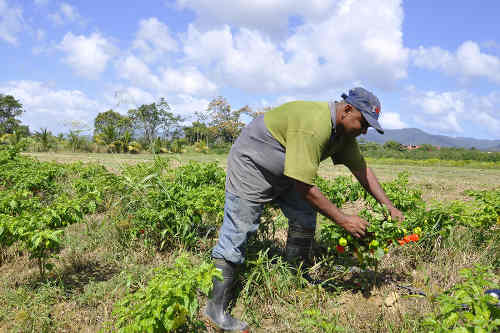 Photo: Farmer Kumar Laltoo tends to his crop. (Courtesy News.Co.TT) 