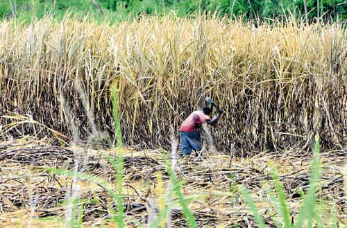 Photo: A sugar cane worker on the estate in Jamaica. (Copyright Jamaica Observer)