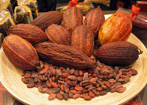 Photo: The Trinidad and Tobago cocoa industry is in a coma. (Copyright Accra Report)