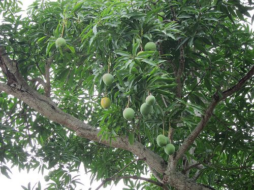 Photo: Trees can save lives. For one, they aren't afraid of guns. Thanks, brave mango! Courtesy Eugene Kim