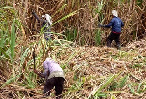 Photo: Workers in the sugarcane field. (Copyright News.Gov.TT)