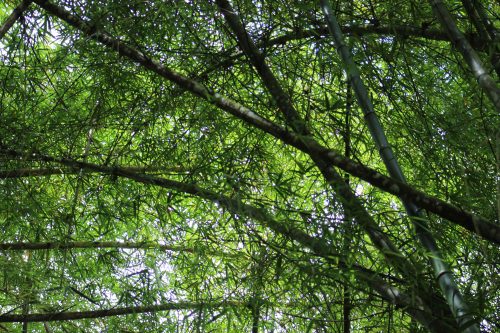 Photo: Bamboo arches on the way to the tracking station. Courtesy: Anu Lakhan