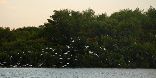 Photo: Scarlet ibis at the Caroni Swamp. (Copyright caroniswamprdi.org)