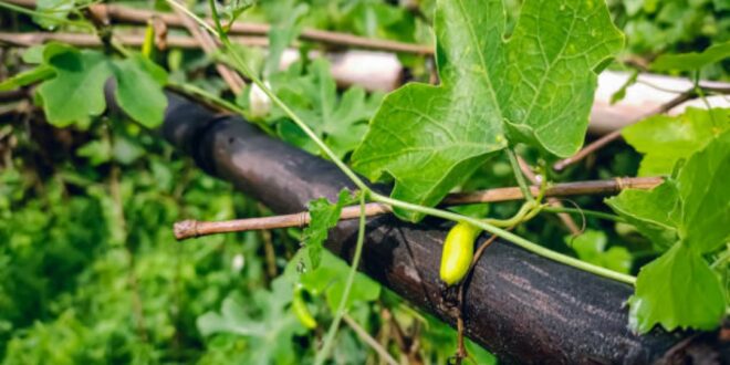 Serina: We’re all arrivals—what invasive, rogue vine, ‘kunduri’, can teach us